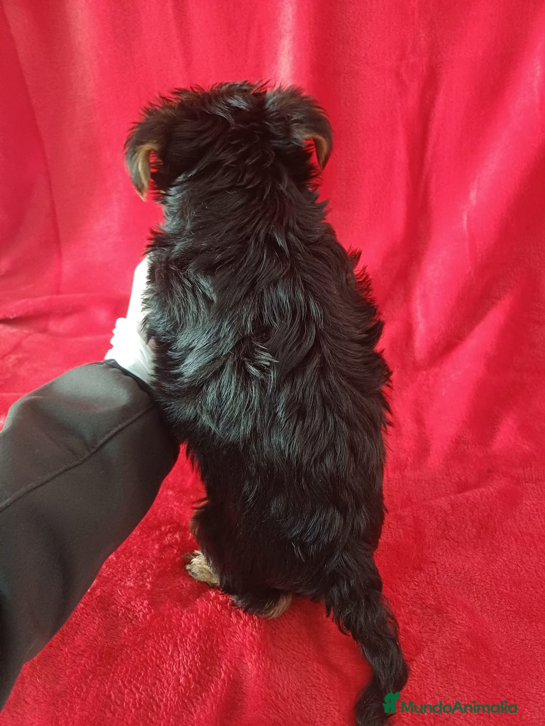 Yorkshire Terrier perros en venta: Yorkshire Mini  - Anuncio 3