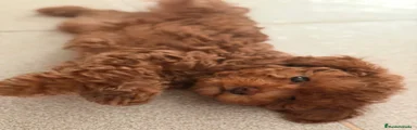 Caniche Toy 2