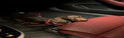 Teckel Miniatura perros en venta: Espectacular cachorra Teckel mink chocolate fuego  - Anuncio 2