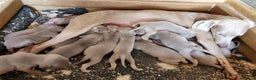 Weimaraner perros en venta: PRECIOSA HEMBRA BRACO DE WEIMAR en Barcelona - Anuncio 4