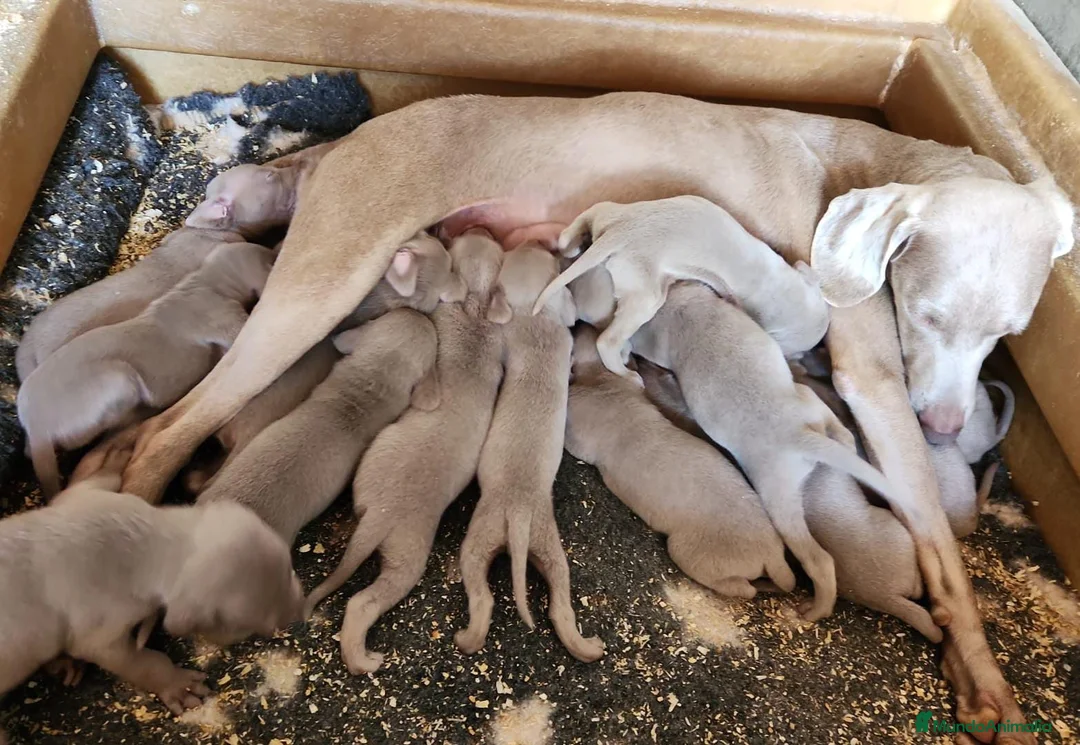Weimaraner perros en venta: PRECIOSA HEMBRA BRACO DE WEIMAR en Barcelona - Anuncio 4