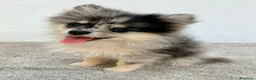 Pomerania perros en venta: Lulu Pomerania tri blue - Anuncio 2