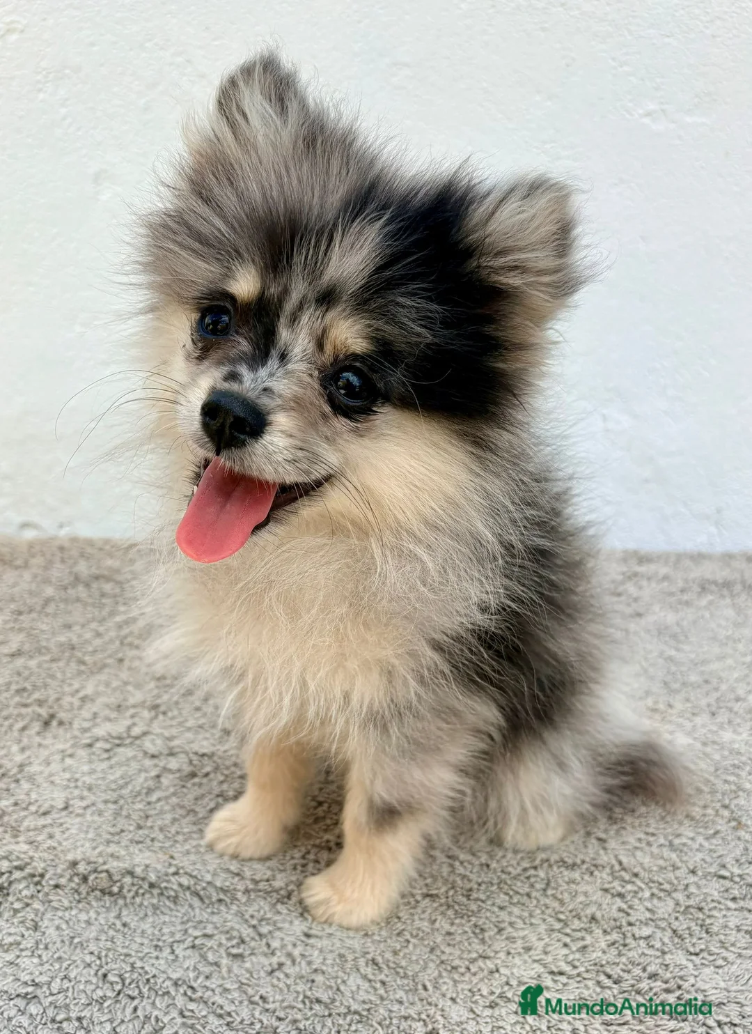 Pomerania perros en venta: Lulu Pomerania tri blue - Anuncio 2