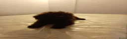 Caniche Mediano perros en venta: Caniche enano - Anuncio 3