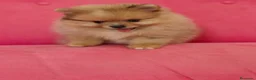 Pomerania perros en venta: Pomerania TOY Sable merle - Anuncio 4