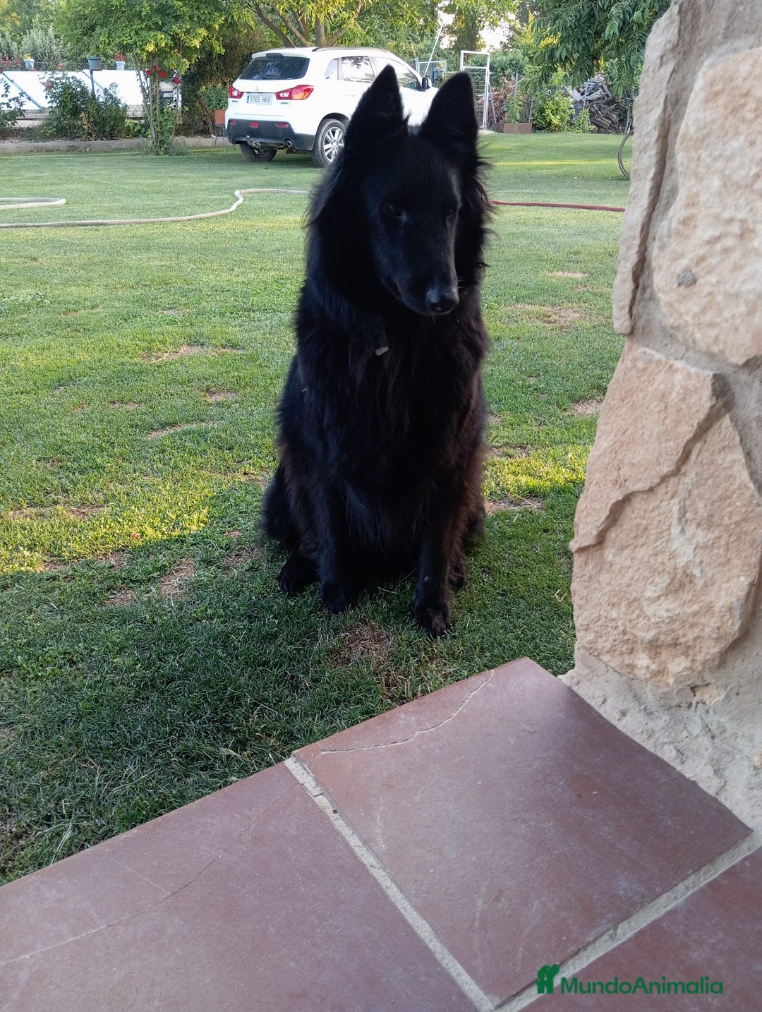 Pastor Belga Groenendael perros en venta: Camada de Pastor Belga Groenendael - Imagen 7