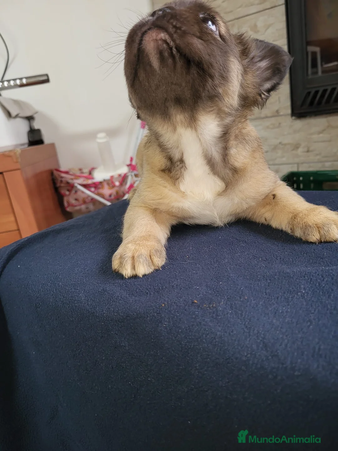 Bulldog Francés perros en venta: Bulldog Frances Fluffy macho y hembras  - Anuncio 4