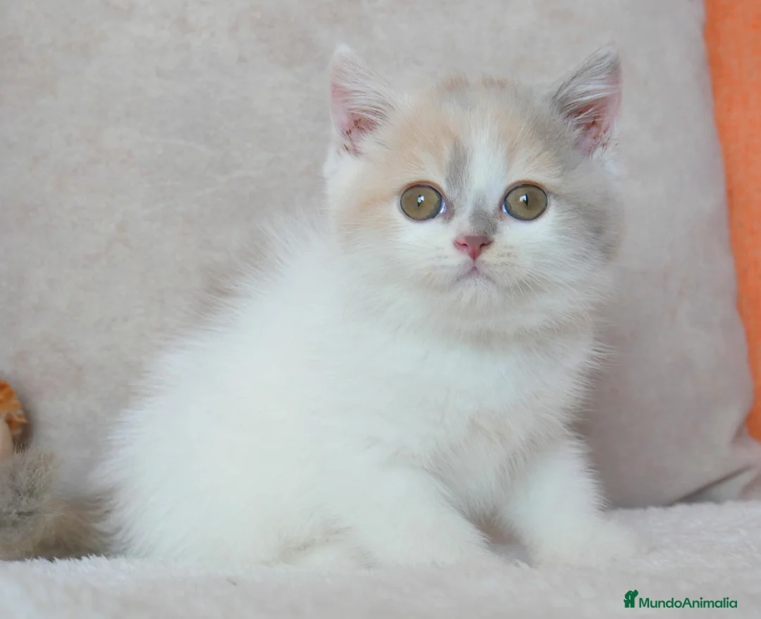 Británico de Pelo Corto gatos en venta: ✨ British Shorthair Hembra – Carita de Muñeca 🧸 - Anuncio 4
