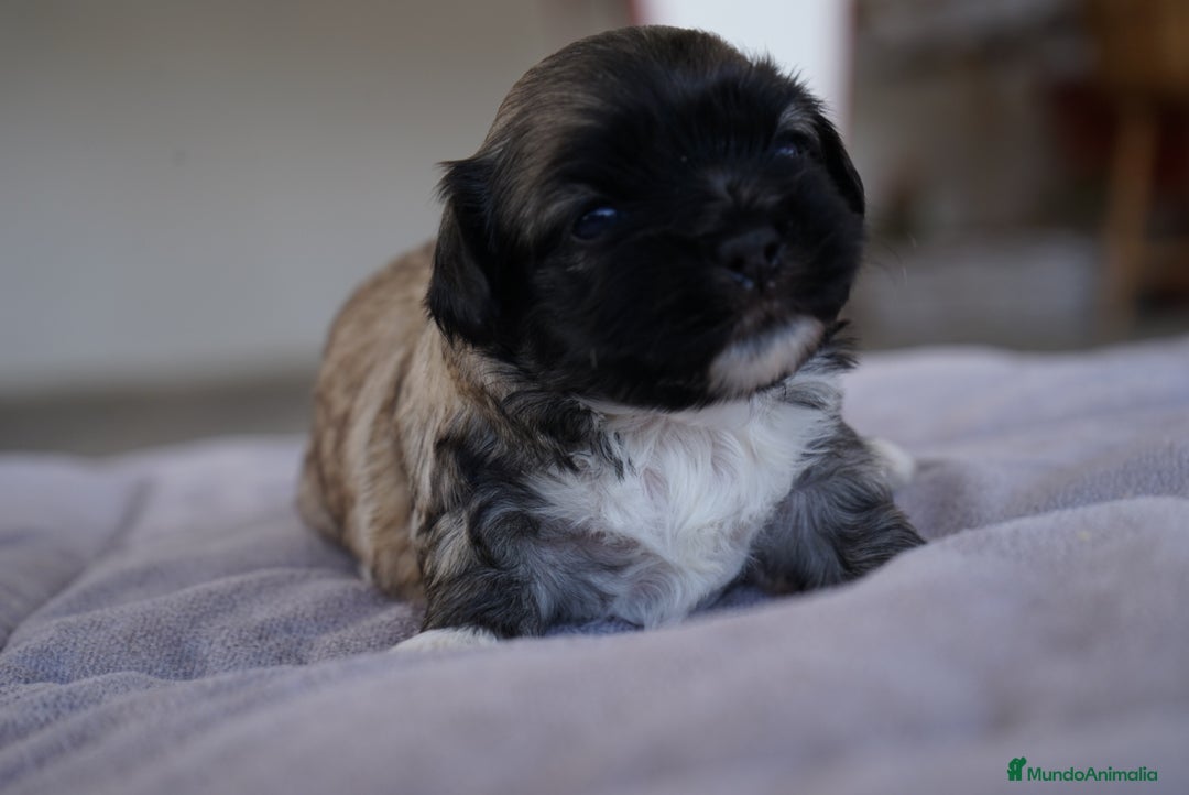 Maltipoo perros en venta: 🐾 Lotus, Maxi y Boom – Maltipoo miniatura 🐾 - Imagen 7