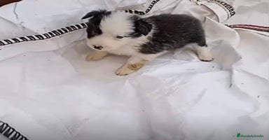 Border Collie perros - Anuncio 3