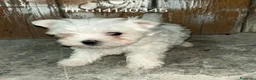 Bichón Maltés perros en venta: Impresionantes cachorros bichon maltes  - Anuncio 1