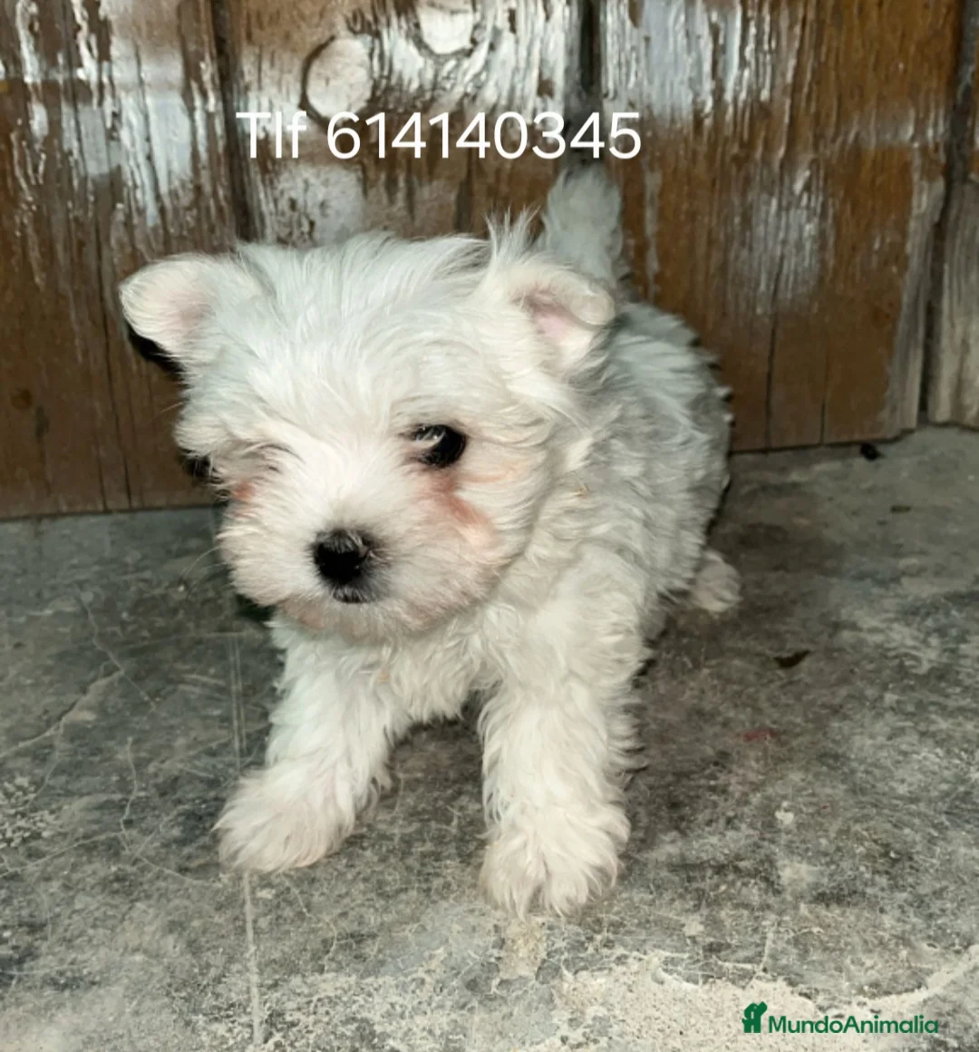 Bichón Maltés perros en venta: Impresionantes cachorros bichon maltes  - Anuncio 1