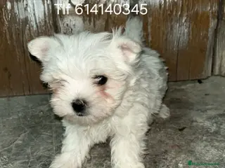 Bichón Maltés perros Impresionantes cachorros bichon maltes - Anuncio 2