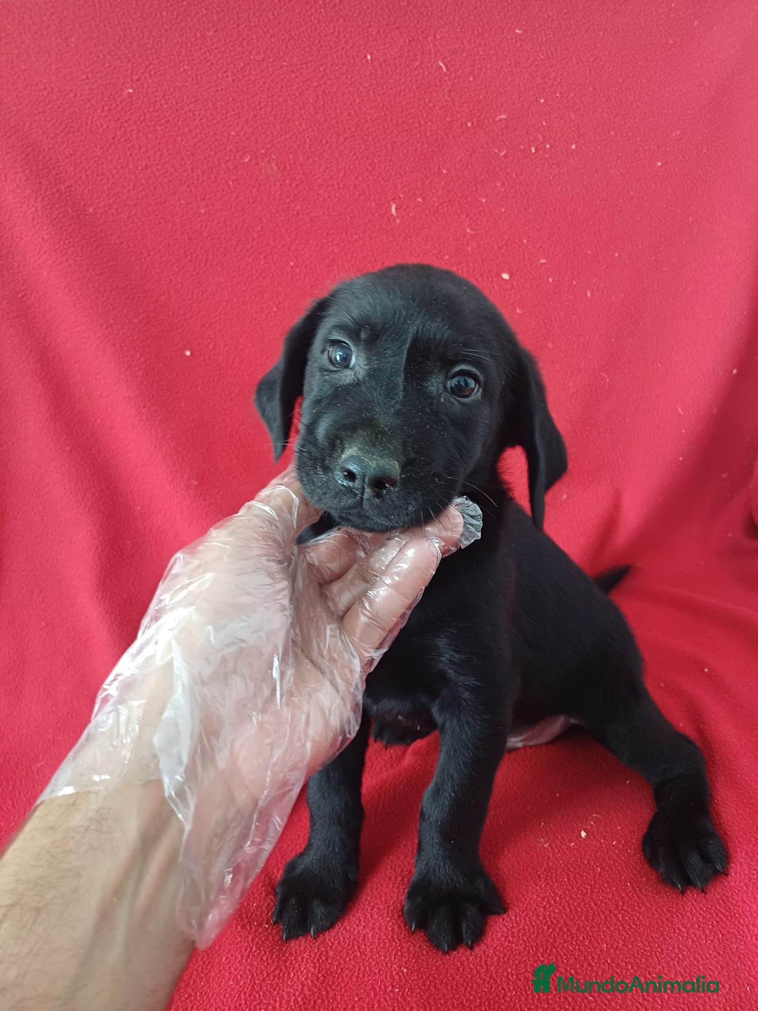 Labrador Retriever perros Labrador Retriever Negro  - Anuncio 2