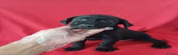 Labrador Retriever perros en venta: Labrador Retriever Negro  - Anuncio 1
