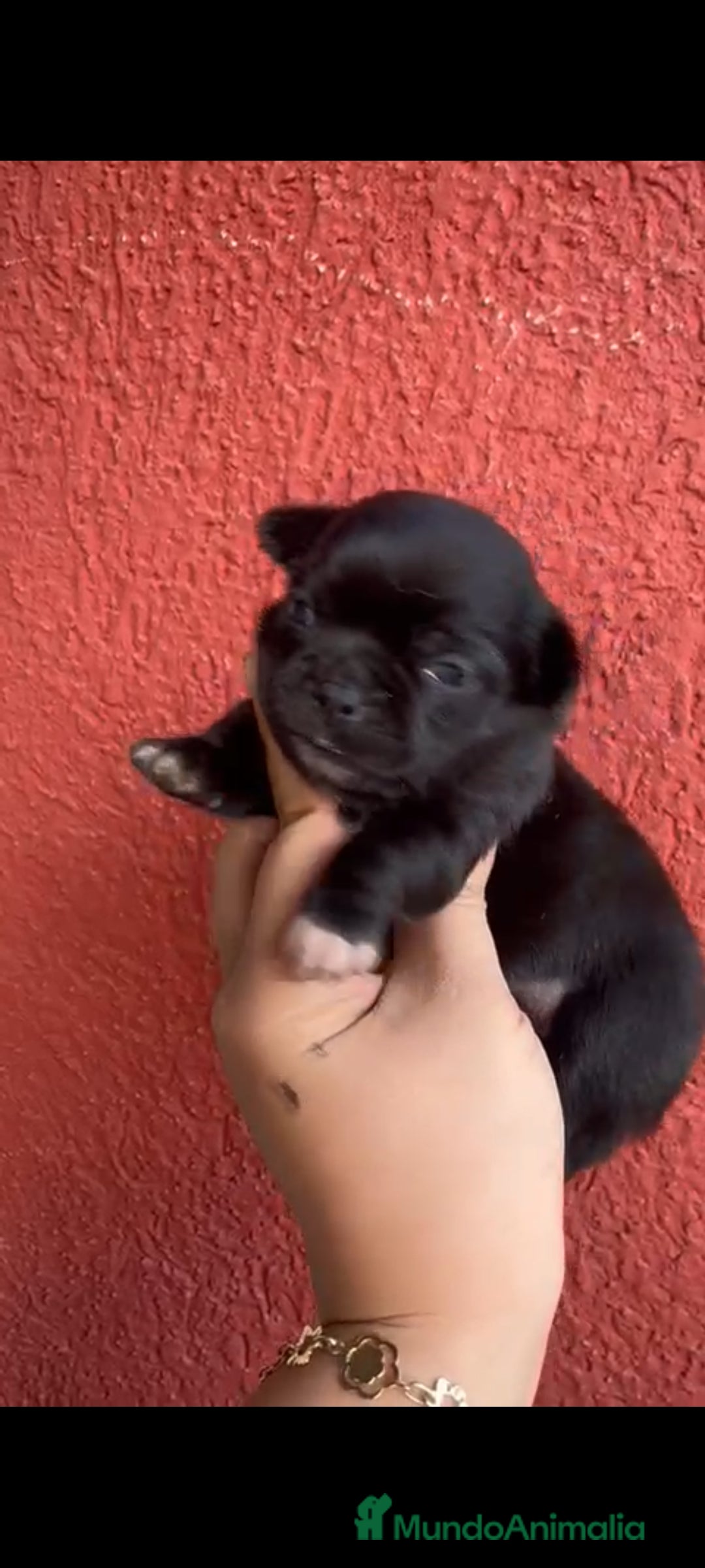 Chihuahua perros en venta: Chihuahua toy colores exóticos pelo largo y corto  - Imagen 11
