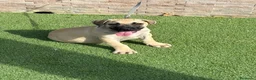 Presa Canario perros en venta: Cachorro presa canario  - Anuncio 5