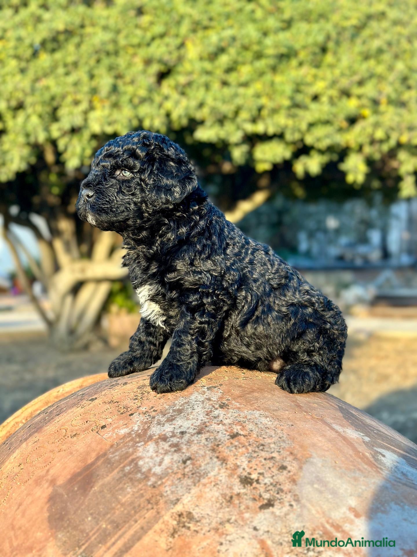 Perro de Agua Español perros Perro de Agua - Anuncio 2