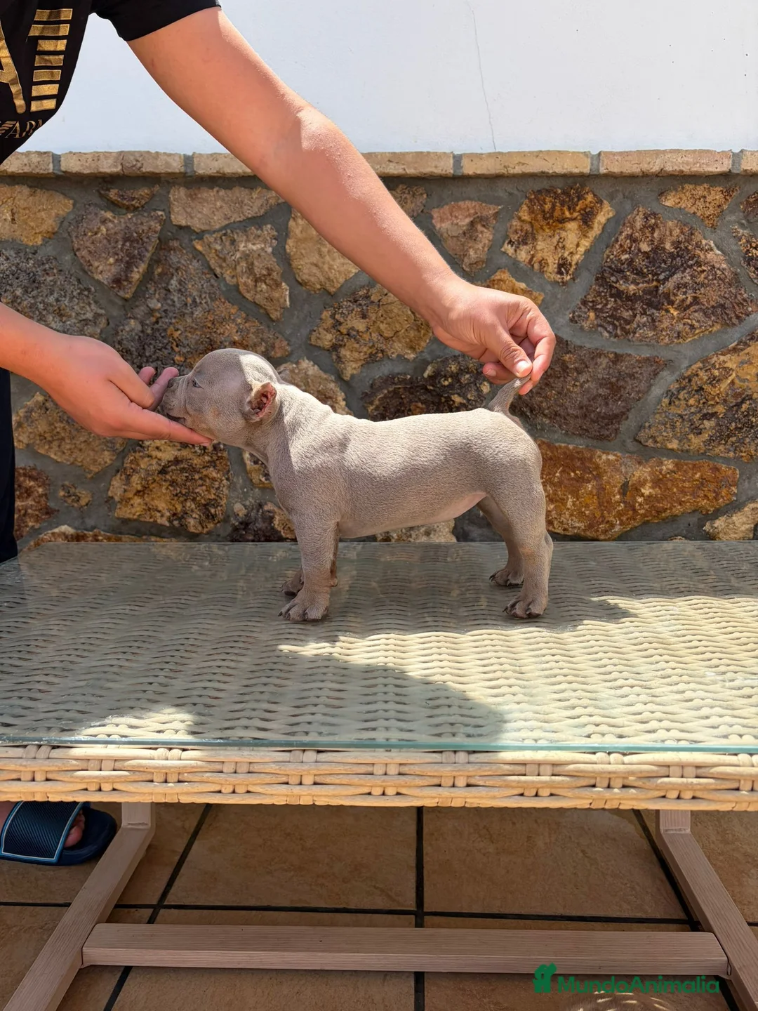 American Bully perros en venta: American Bully - Anuncio 1