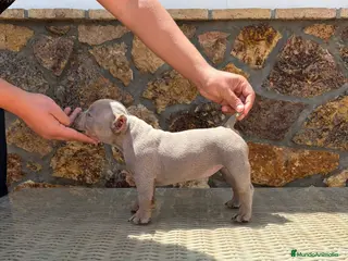 American Bully perros American Bully - Anuncio 12