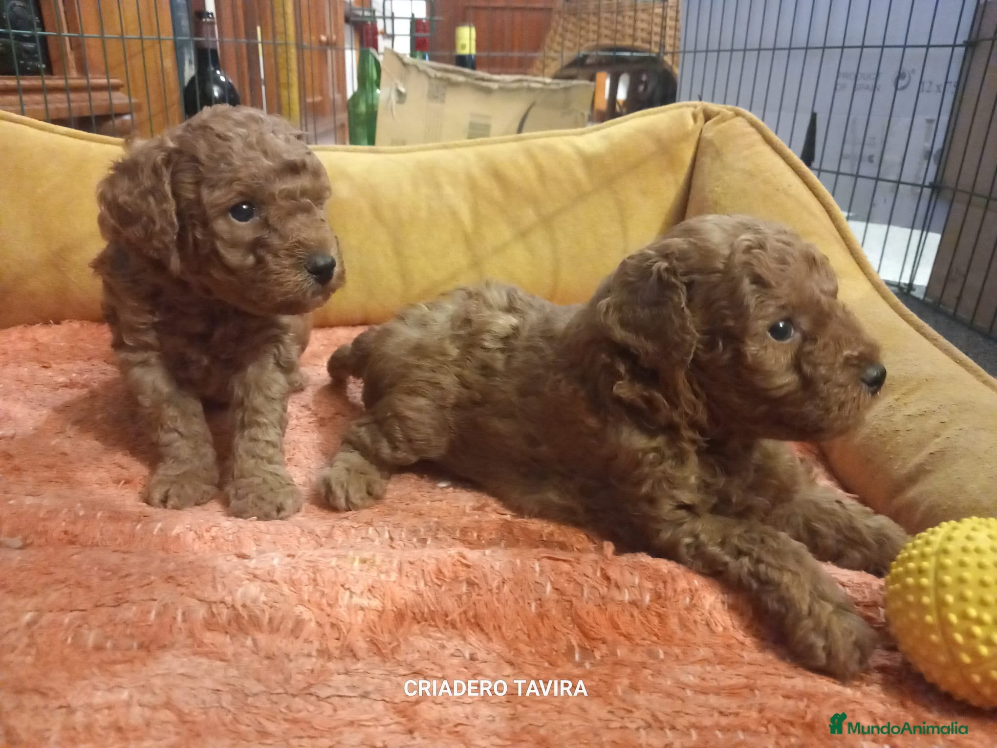 Caniche Toy perros Caniche toy rojo  - Anuncio 3