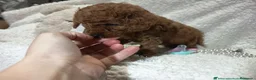 Caniche Toy perros en venta: Últimos cachorritos de caniche - Anuncio 1
