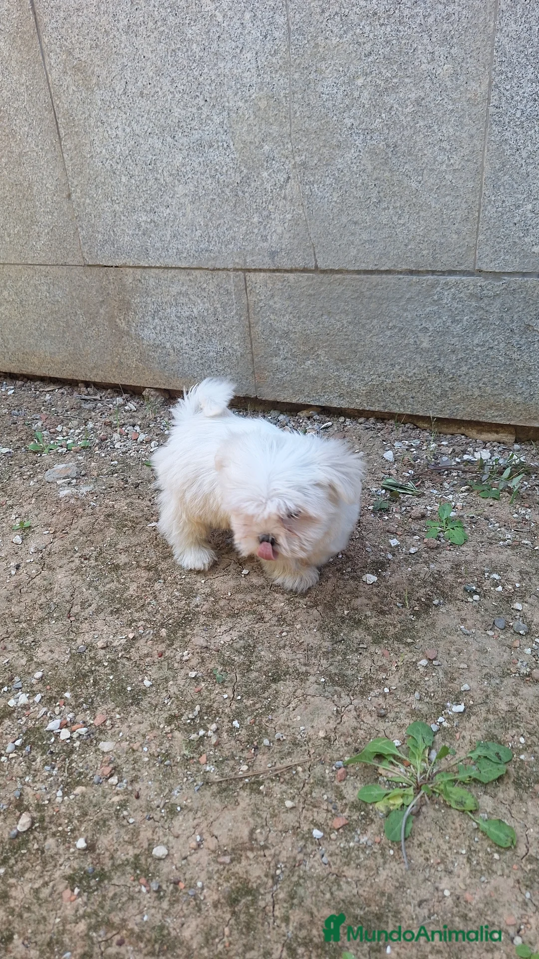 Bichón Maltés perros en venta: Bichón maltés  - Anuncio 5