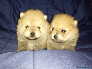 Pomerania perros en Badajoz - Anuncio 35