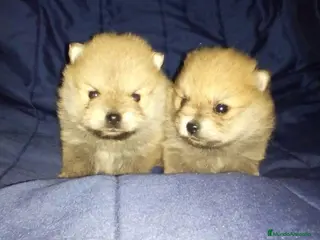 Pomerania perros Pomerania de Lulú en Badajoz - Anuncio 41