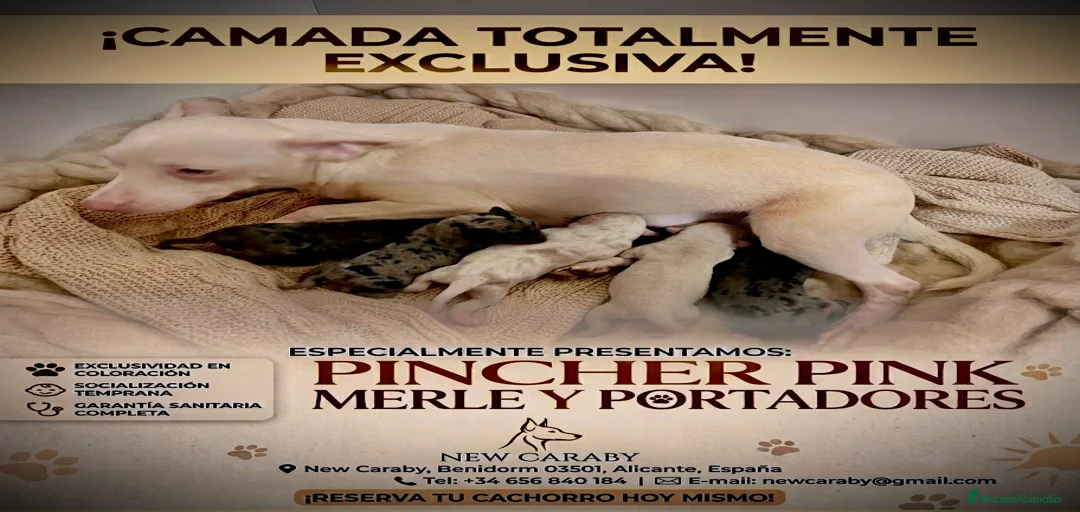 Imagen de galería {{count}}