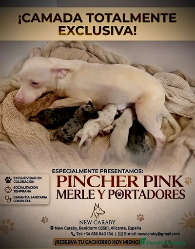 Imagen de galería {{count}}