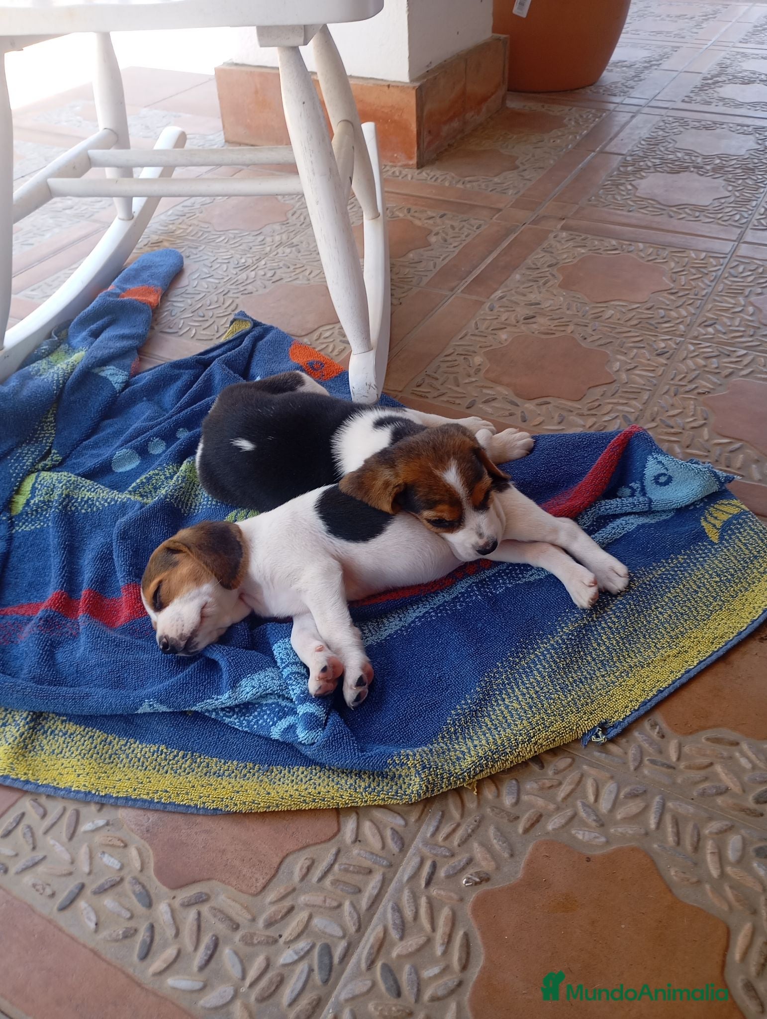 Beagle perros Beagles espectaculares - Anuncio 4