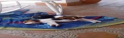 Beagle perros en venta: Beagles espectaculares - Anuncio 1