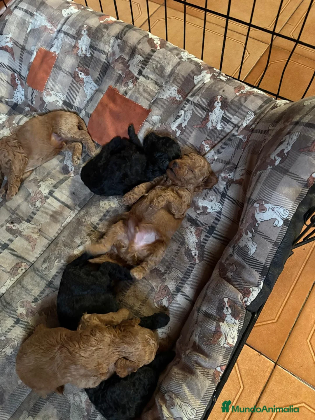 Caniche Toy perros en venta: CANICHE TOY - Anuncio 2
