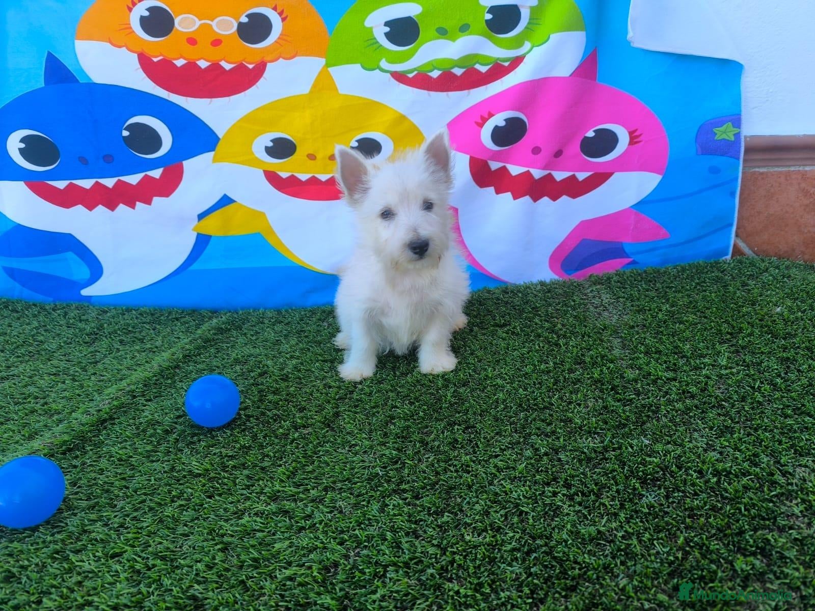 West Highland White Terrier perros en venta: Westy  - Anuncio 2