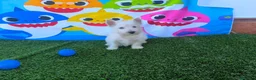 West Highland White Terrier perros en venta: Westy  - Anuncio 1