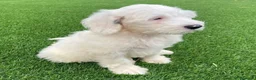 Perro de Agua Español perros en venta: PERRO DE AGUA ( TODA ESPAÑA )  - Anuncio 4