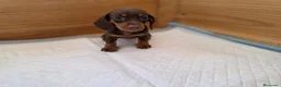 Teckel perros en venta: TECKEL MINI & KANNINCHEN - Anuncio 7