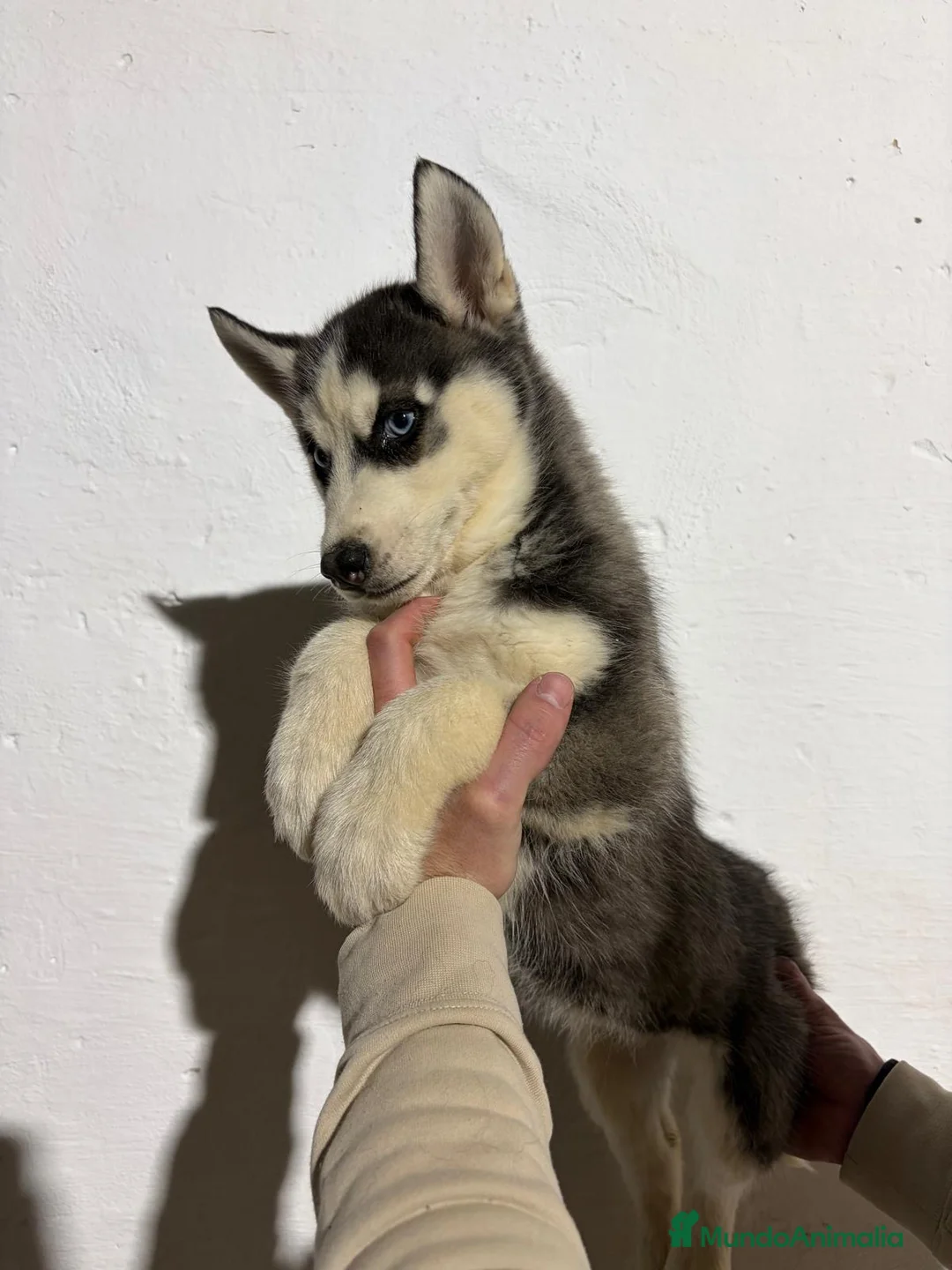Husky Siberiano perros en venta: Husky siberiano - Anuncio 2