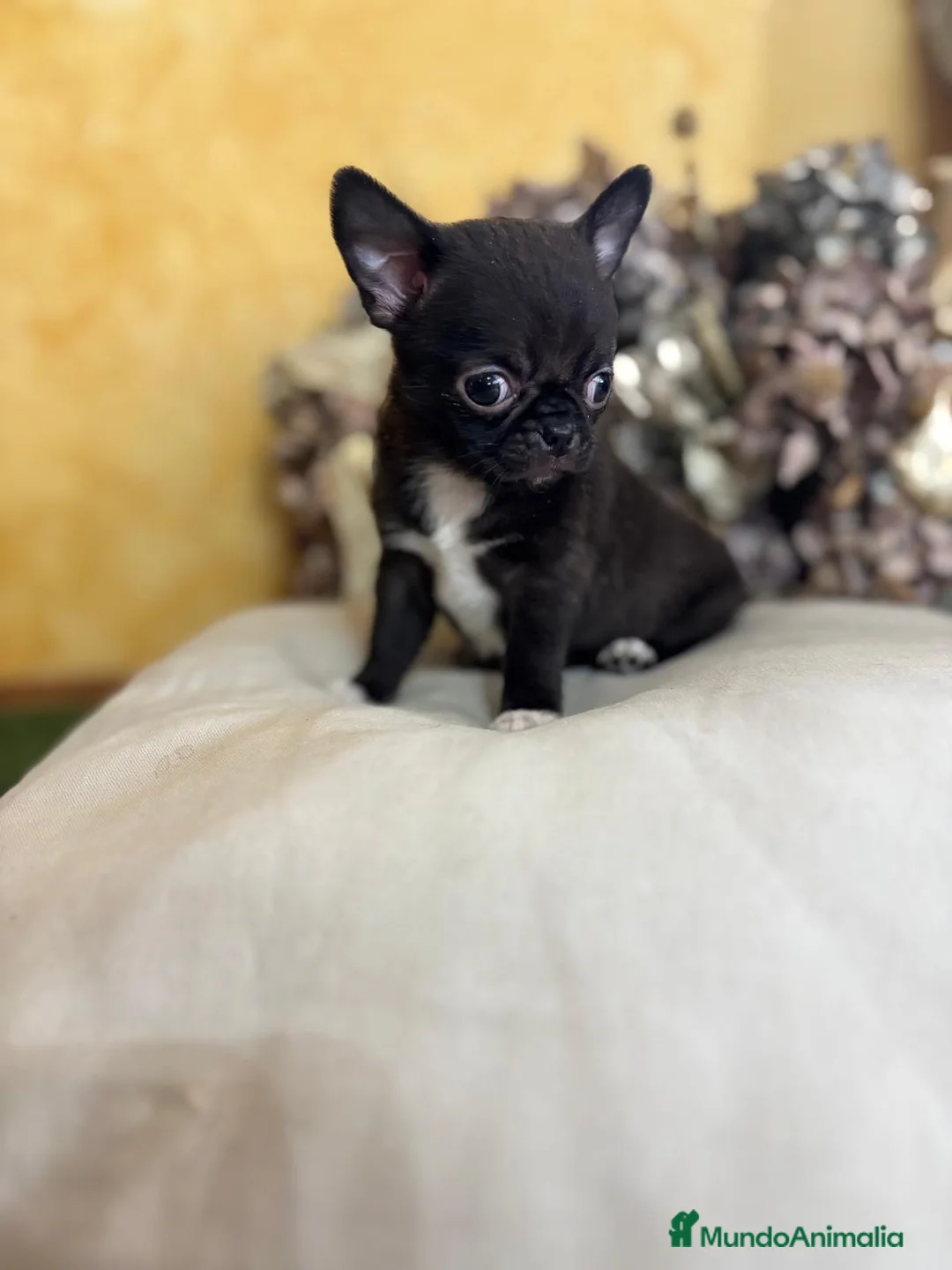 Chihuahua perros en venta: Chihuahuas líneas rusas  - Anuncio 5