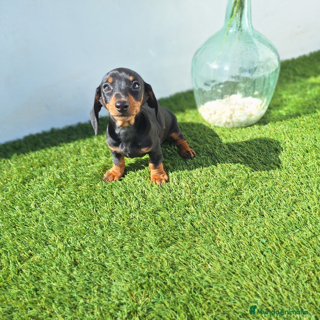 Teckel Miniatura perros en venta: TECKEL MINIATURA  - Imagen 3