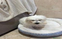 Bichón Maltés perros en venta: Oportunidad bichon maltés  - Anuncio 6