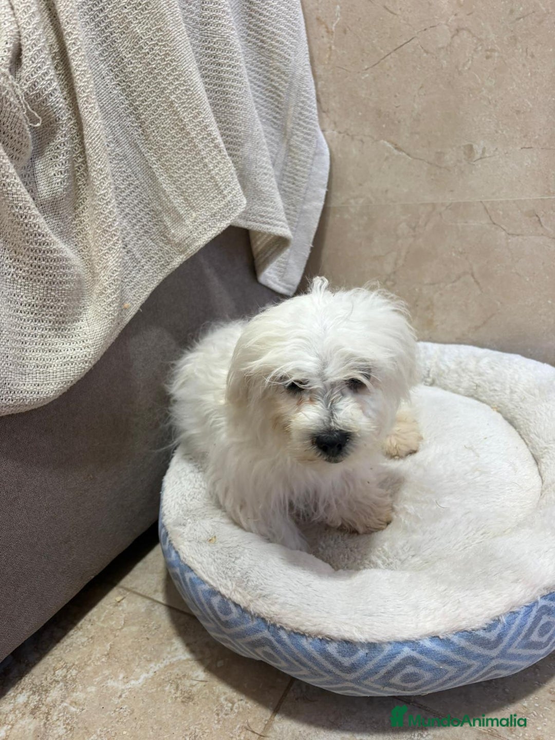 Bichón Maltés perros en venta: Oportunidad bichon maltés  - Anuncio 6