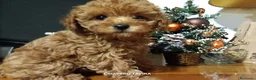 Caniche Toy perros en venta: Caniche toy rojo cachorro - Anuncio 6