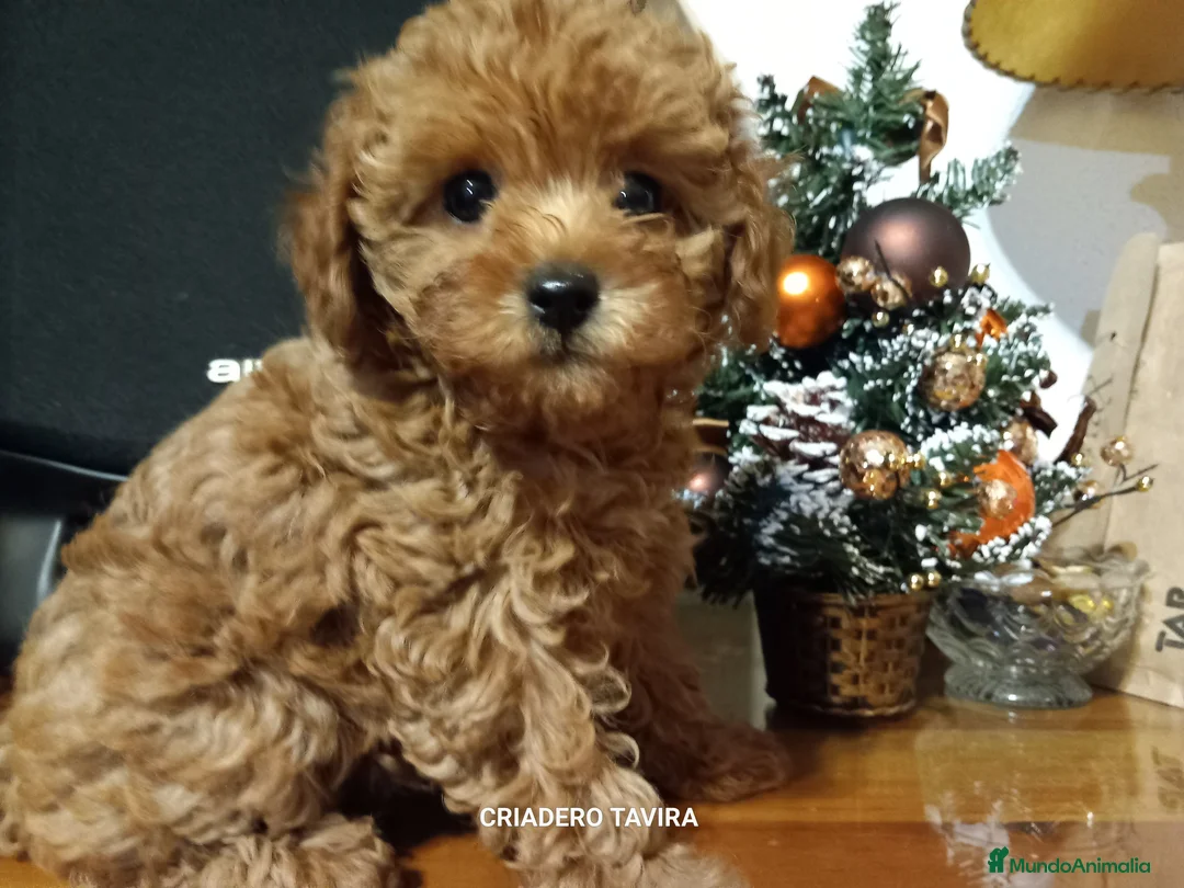 Caniche Toy perros en venta: Caniche toy rojo cachorro - Anuncio 2