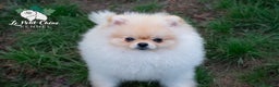 Pomerania perros en venta: Pomerania macho color crema  - Anuncio 1