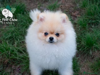 Pomerania perros - Anuncio 6