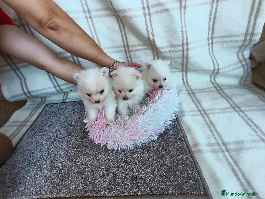 Pomerania perros en venta: POMERANIAS HEMBRITAS TOY - Anuncio 8