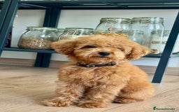 Caniche Toy perros en venta: Caniche Toy rojo - Imagen 3