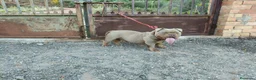 American Bully perros en venta: Disponible american bully Poket con ABKC - Anuncio 3